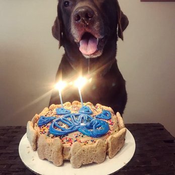 PAWsitively Sweet Bakery - My big boy! - Pet Stores Near Me - San Antonio, Texas PAWsitively Sweet Bakery - My big boy! - Pet Stores Near Me - San Antonio, Texas