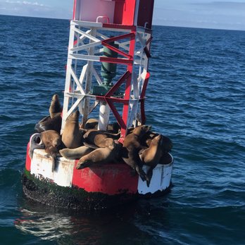 Oceanside Adventures - Happy seals right next to boat. My hubby has whale pictures and has not sent to me yet. Will post when I get them. - Boat Charters Near Me - Oceanside, California Oceanside Adventures - Happy seals right next to boat. My hubby has whale pictures and has not sent to me yet. Will post when I get them. - Boat Charters Near Me - Oceanside, California