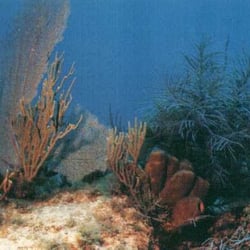Molasses Reef - Http://www.pennekamp.com/dive/mol.jpg