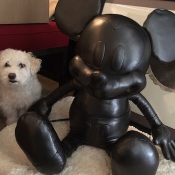 Coach - Disney Coach X Launch! Thanks Adrienne and the Amazing team for a great experience!!  Mickey and Eddie bonding after getting him home! - Outlet Stores Near Me - Livermore, California