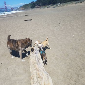 SF Dog Pack - Three on a tree - Dog Walkers Near Me SF Dog Pack - Three on a tree - Dog Walkers Near Me