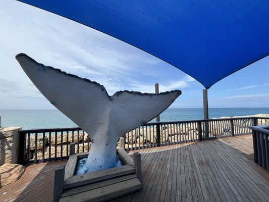 AQWA The Aquarium Of Western Australia by null