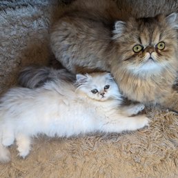 This is Bodhi and George. When George gets a little bigger I'll be taking him in to be groomed at As the Fur Flies! This is Bodhi and George. When George gets a little bigger I'll be taking him in to be groomed at As the Fur Flies!