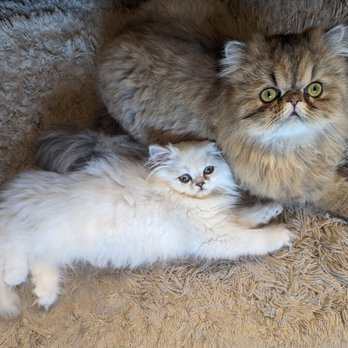 As the Fur Flies - This is Bodhi and George. When George gets a little bigger I'll be taking him in to be groomed at As the Fur Flies! - Pet Groomers Near Me - Austin, Texas As the Fur Flies - This is Bodhi and George. When George gets a little bigger I'll be taking him in to be groomed at As the Fur Flies! - Pet Groomers Near Me - Austin, Texas
