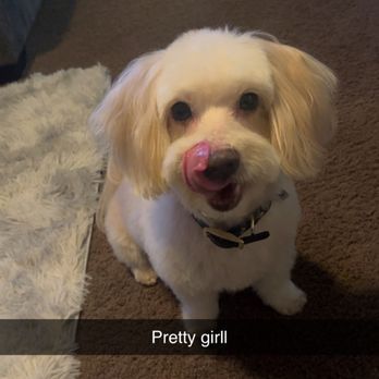 Animal Artistry - Pet Sitting Near Me - Glenview, Illinois Animal Artistry - Pet Sitting Near Me - Glenview, Illinois