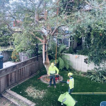 Bartlett Tree Experts - Post pruning - Tree Services Near Me - San Rafael, California