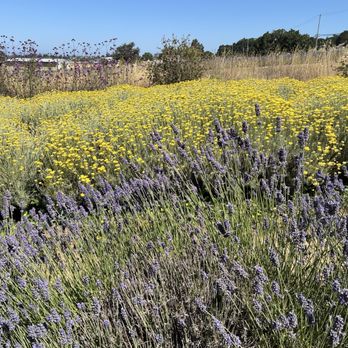 Bees N Blooms - Flower fields - Nurseries & Gardening Near Me - Santa Rosa, California Bees N Blooms - Flower fields - Nurseries & Gardening Near Me - Santa Rosa, California