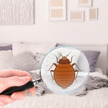 Bed Bug BBQ - Pest Control Near Me - Lakewood, Ohio