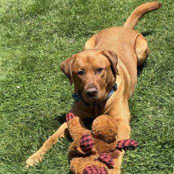 Paw Parents - Pet Boarding Near Me - Winnetka, Illinois Paw Parents - Pet Boarding Near Me - Winnetka, Illinois