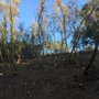 Lake Arrowhead Tree Removal