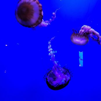 Oklahoma Aquarium - Aquariums Near Me - Jenks, Oklahoma