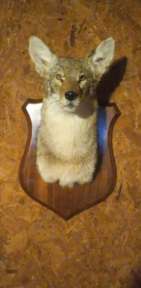 C And L Farm And Taxidermy - taxidermy in Ireland, WV