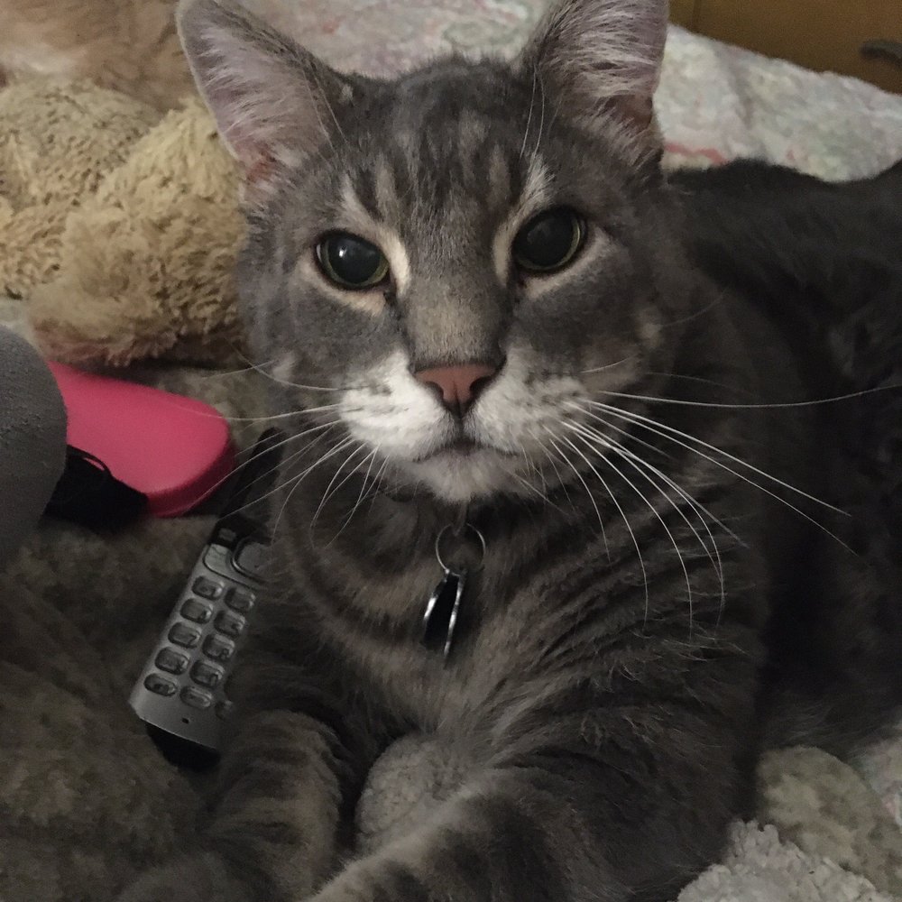 OAK KNOLL ANIMAL HOSPITAL Updated August 2024 3113 41st St, Moline