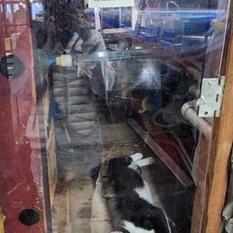 Black tuxedo cat named Rosco that occupies the second level! 08/21/26