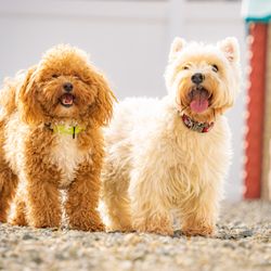 Greenleaf Pet Resort