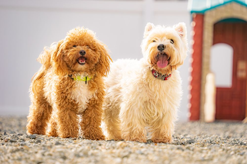 Greenleaf Pet Resort Image