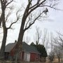 Photo of Paonia Tree Services