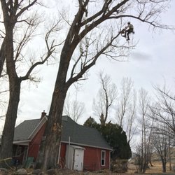 Paonia Tree Services - Reducing dangerous limb over house.