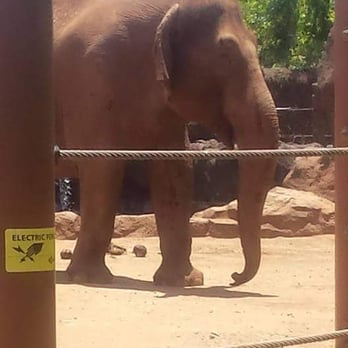 Honolulu Zoo - Someone was picking either fruit or leaves off a tree and throwing them into the elephants cage. - Zoos Near Me - Honolulu, Hawaii Honolulu Zoo - Someone was picking either fruit or leaves off a tree and throwing them into the elephants cage. - Zoos Near Me - Honolulu, Hawaii