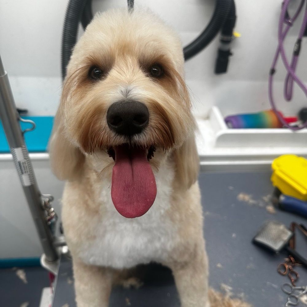 Furever Classy - Doodle in grooming van - Pet Groomers Near Me Furever Classy - Doodle in grooming van - Pet Groomers Near Me