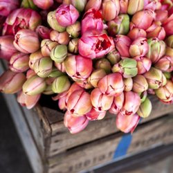 Flowers Tommy Luke