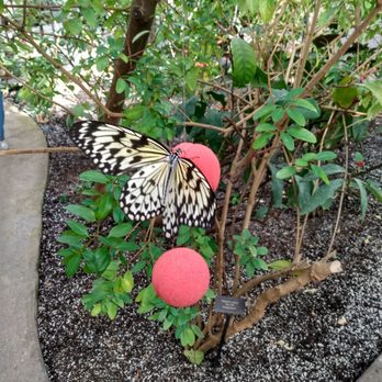 Butterfly Pavilion - Museums Near Me - Westminster, Colorado