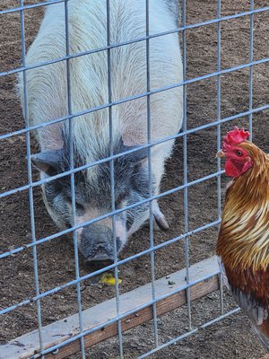 Blossom Peak Ranch by null
