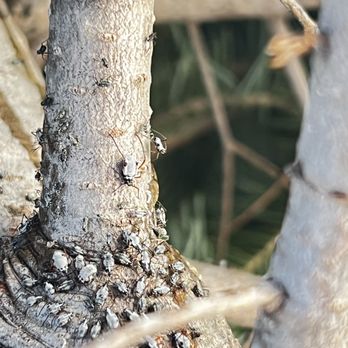 Snowy Peaks Farm - Bugs spiders - Christmas Trees Near Me - Foresthill, California Snowy Peaks Farm - Bugs spiders - Christmas Trees Near Me - Foresthill, California