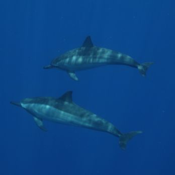 Kohala Divers - Dolphins - Scuba Diving Near Me - Waimea, Hawaii