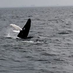 Whale Watching