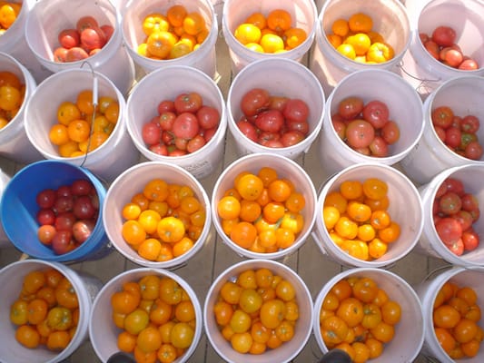 Brookfield Farm by null