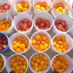 Brookfield Farm - So. many. tomatoes.