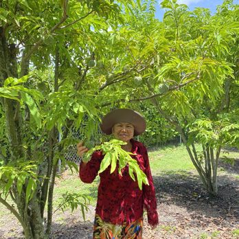 Vuon Trai Cay Miami - Sugar apple - Pick Your Own Farms Near Me - Miami, Florida Vuon Trai Cay Miami - Sugar apple - Pick Your Own Farms Near Me - Miami, Florida