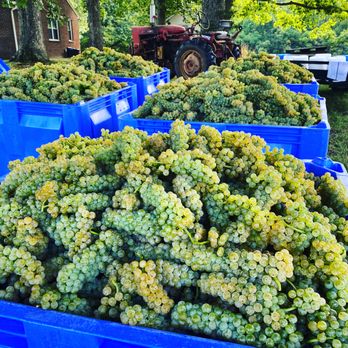 Botanist and Barrel - Vidal Blanc Grapes - Cideries Near Me - Cedar Grove, North Carolina