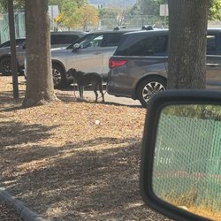 Morgan Hill Community Park - Do better poor dog is panting because he's in the sun and shade
