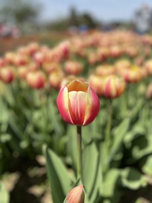 Veldheer Tulip Gardens by null