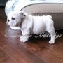 Entourage Bulldogs