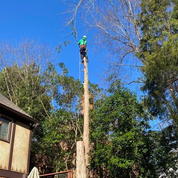 Guzman Green Land & Tree - a man on a tree - Lawn Services Near Me Guzman Green Land & Tree - a man on a tree - Lawn Services Near Me