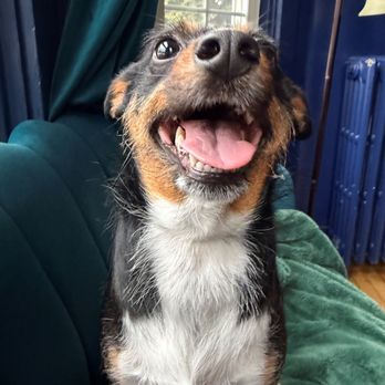 Lucky Dog Resort - Gigi the goofball loving Lucky Dog Resort! - Pet Training Near Me - Middletown, Rhode Island Lucky Dog Resort - Gigi the goofball loving Lucky Dog Resort! - Pet Training Near Me - Middletown, Rhode Island