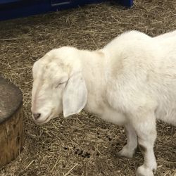 Mountsberg - A goat