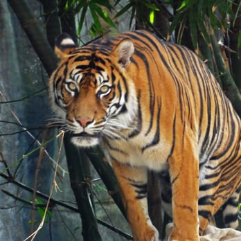 Taronga Zoo - Tiger - Zoos Near Me - Mosman, NSW Taronga Zoo - Tiger - Zoos Near Me - Mosman, NSW