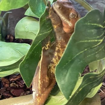 Petco - Crested gecko - Pet Stores Near Me - West Covina, California Petco - Crested gecko - Pet Stores Near Me - West Covina, California