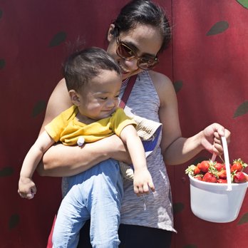 Granny Mays Strawberry Farm - family fun - Pick Your Own Farms Near Me - Granite Bay, California Granny Mays Strawberry Farm - family fun - Pick Your Own Farms Near Me - Granite Bay, California