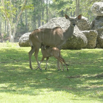Zoo Miami - Mama Kudu on watch - Zoos Near Me - Miami, Florida Zoo Miami - Mama Kudu on watch - Zoos Near Me - Miami, Florida