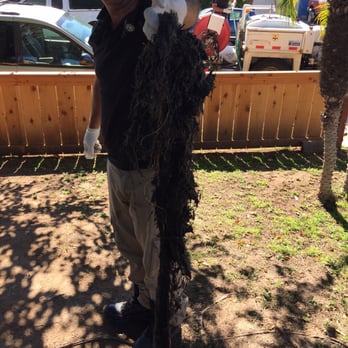 DrainHelp.com - Root they pulled out. - Plumbing Near Me - Chula Vista, California DrainHelp.com - Root they pulled out. - Plumbing Near Me - Chula Vista, California