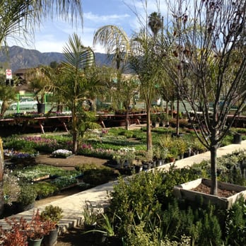 Blvd Nursery - More trees and ground cover - Nurseries & Gardening Near Me - Pasadena, California Blvd Nursery - More trees and ground cover - Nurseries & Gardening Near Me - Pasadena, California