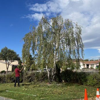 Hernandez Tree Service - Tree Services Near Me - Castro Valley, California