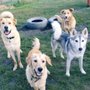 Photo of Cabana Pet Resort & Spa