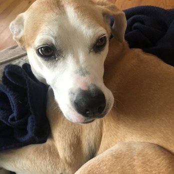 Dog University - Double eye infection - Pet Training Near Me - Vienna, Virginia Dog University - Double eye infection - Pet Training Near Me - Vienna, Virginia