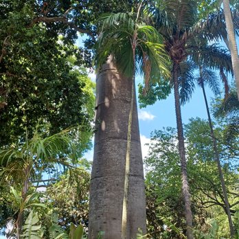 Foster Botanical Garden - 8/26/25 Quipo tree - huge! - Botanical Gardens Near Me - Honolulu, Hawaii Foster Botanical Garden - 8/26/25 Quipo tree - huge! - Botanical Gardens Near Me - Honolulu, Hawaii